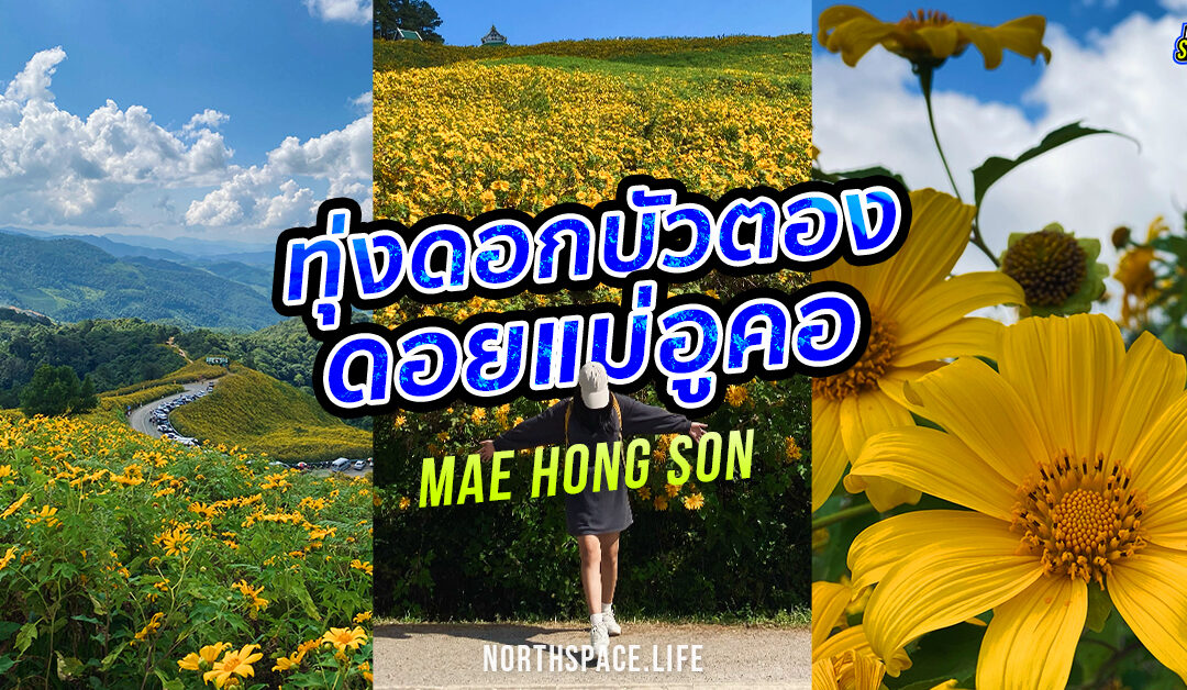 ทุ่งดอกบัวตอง แม่ฮ่องสอน 1 ปีมีครั้งเดียว! ขับรถชมวิวสวย บานสะพรั่งทั่วดอยแม่อูคอ